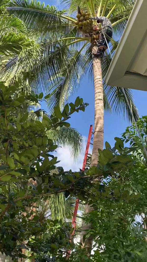 Crew member trimming a tall coconut palm