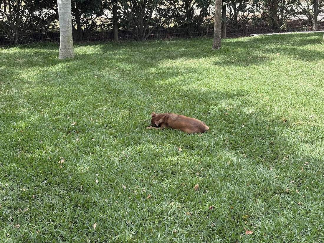 A dog relaxing on a freshly cut lawn