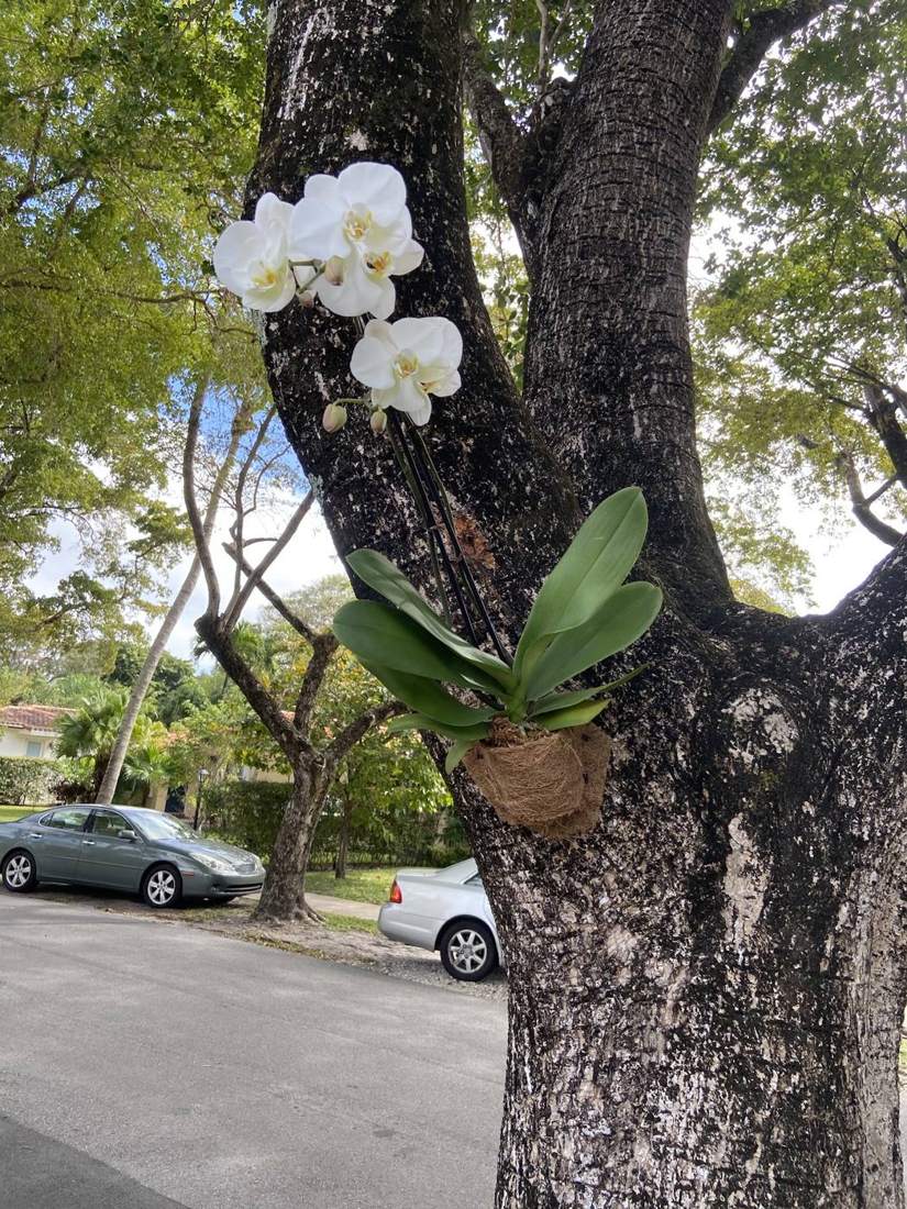 White orchids mounted on a shade tree