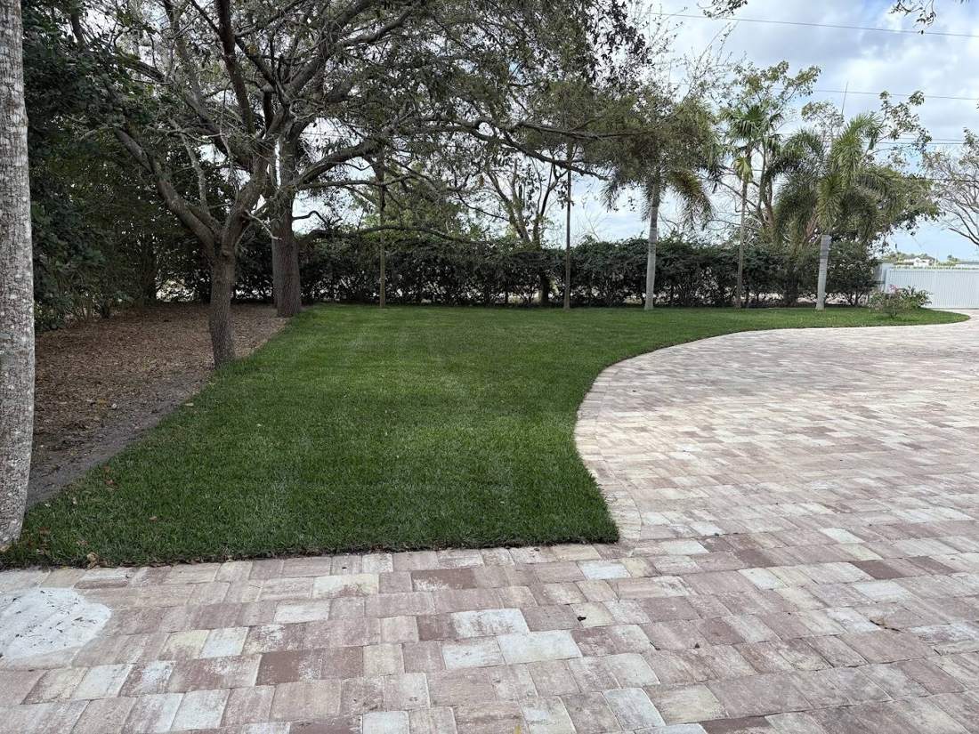 Fresh sod along a paver driveway
