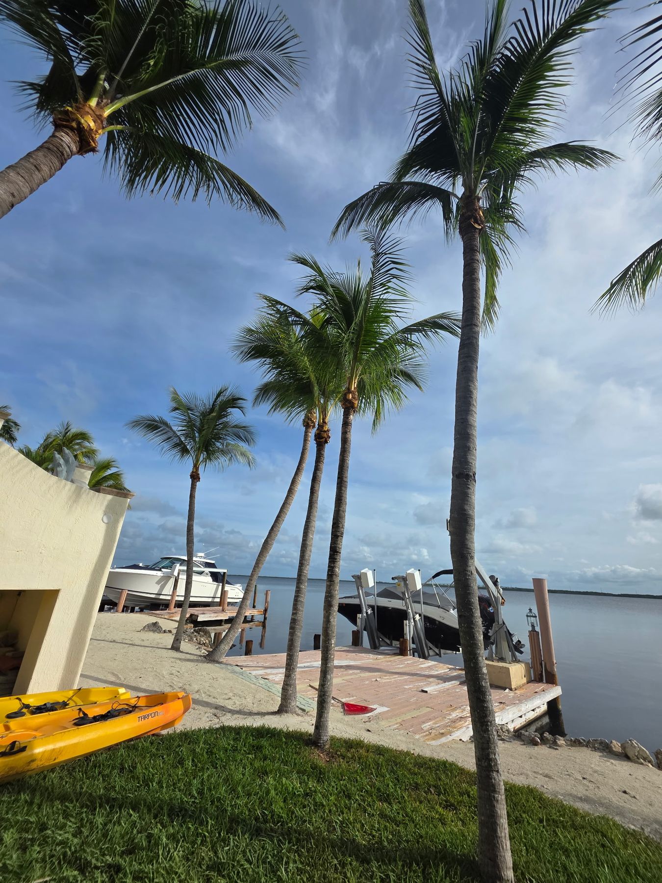 Freshly trimmed coconut palms on a waterfront lot in the Keys
