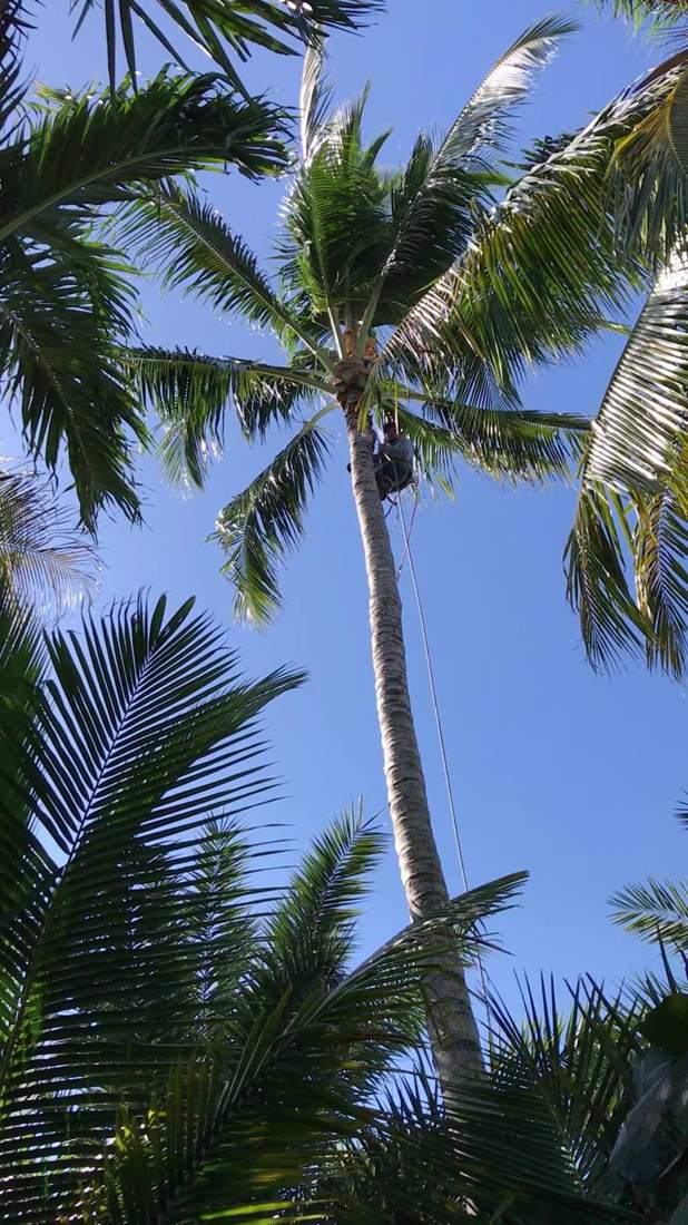Coconut palm after trimming